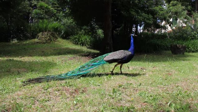 un pavo real caminando en un bosque de arboles y plantas de hojas verdes