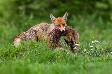 Foto auf Acrylglas Red fox hunting juvenile roe deer fawn on meadow in summer © WildMedia