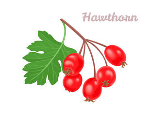 Hawthorn berry isolated on white background. Vector illustration in cartoon flat style.