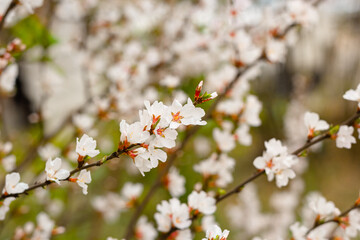 Closeup blooming tender cherry, floral white branch of sakura bush at spring, selective focus