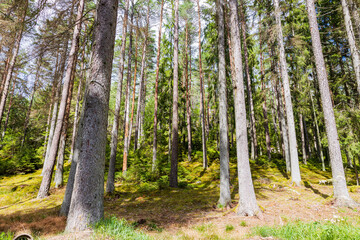 Beautiful nature forest landscape view. Path between tall trees. Sweden.