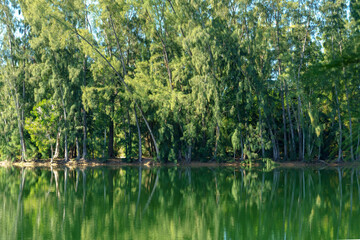 Fototapeta na wymiar Australian pine trees with green reflection in lake - Wolf Lake Park, Davie, Florida, USA