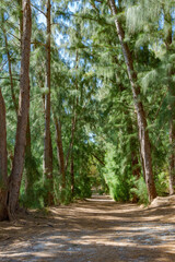 Trail through Australian pine trees (Casuarina equisetifolia) at Wolf Lake Park, vertical - Davie, Florida, USA