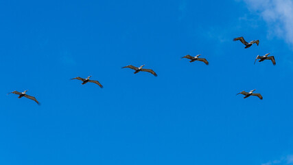 Flock of brown pelicans (Pelecanus occidentalis) flying against blue sky - Dania Beach, Florida, USA