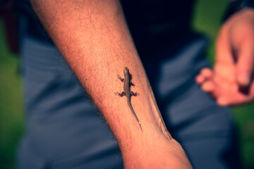 small lizard on arm