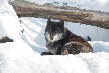 Black canadian wolf is looking at the camera. Canis lupus pambasileus.