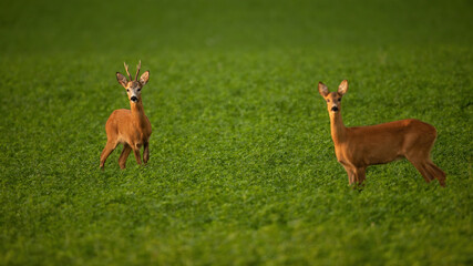 Fototapeta premium Two roe deer standing on field in summer rutting season