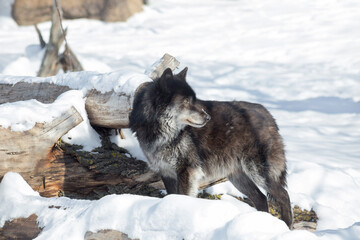 Wild black canadian wolf is standing on a white snow. Canis lupus pambasileus.