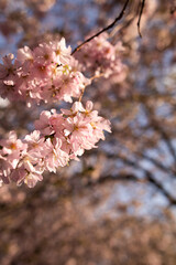 Kirschblüten zur goldenen Stunde