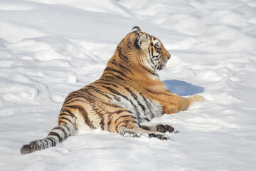 Fototapeta na wymiar Wild siberian tiger is lying on the white snow. Animals in wildlife. Panthera tigris tigris.