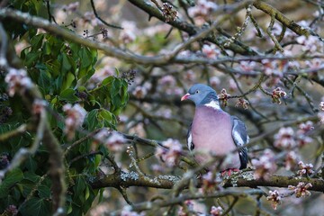 Ringeltaube sitzt im Baum