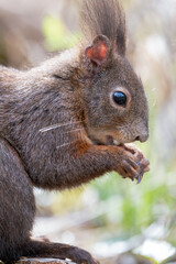 eichhörnchen, tier, nager, wild lebende tiere, säugetier, natur, 