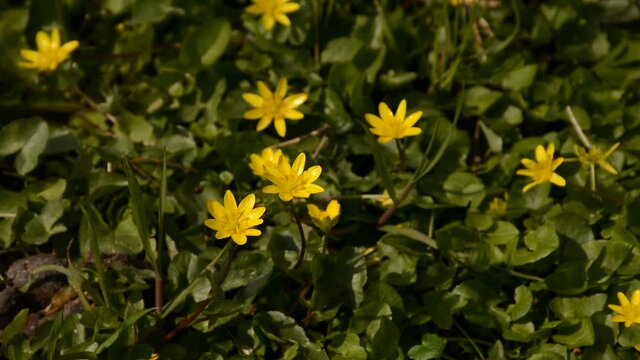  Bright yellow lesser celandine flowers, trembling in the wind, view from above - Ficaria verna 