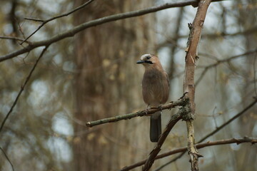 Jay on a tree branch