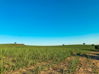 field of wheat and sky