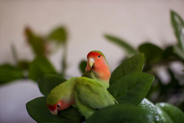 Parrots
