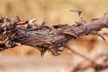 An old vine in early spring. Close-up, narrow focus.