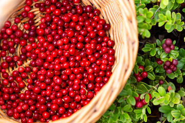 Wicker basket with red ripe wild lingonberry on natural forest background