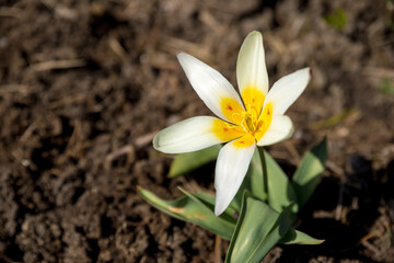 bright delicate flower,Beautiful tulips on ground. Close up photo of tulip flower. White tulip in garden. Spring flower .