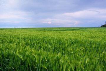 green wheat field