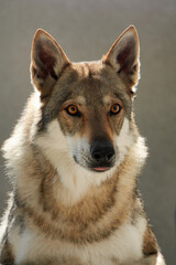 Naklejka na ściany i meble Portrait of Czechoslovakian wolfdog