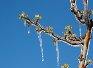 Fruit tree covered with ice in spring