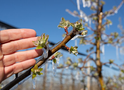 Fruit tree covered with ice in spring
