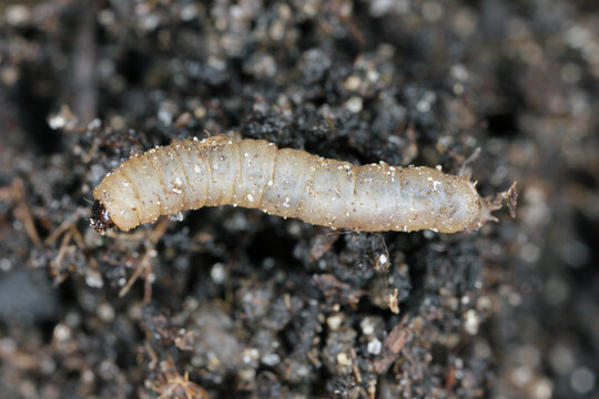 Larvae of fly from the family Bibionidae called March flies and lovebugs on soil. This insects live in soil and damaged plant roots.