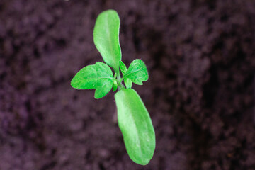 A small green plant has come out of the ground.