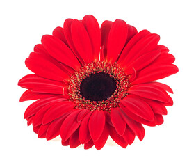 Red gerbera blossom isolated on a white background