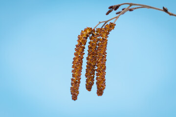 Earrings on tree branches in early spring.