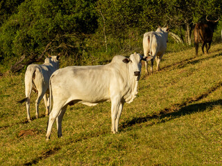 Nelore cattle in the farm pasture