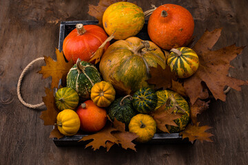 Various decorative pumpkins. Autumn concept