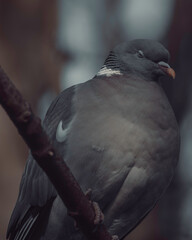 pigeon sitting on a branch