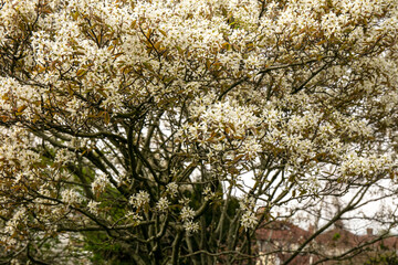 Juneberry (Amelanchier × lamarckii) tree