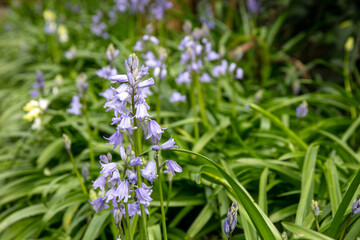 Bluebells wild flower in springtime
