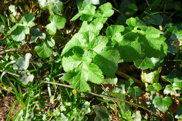 Hogweed, Heracleum sphondylium