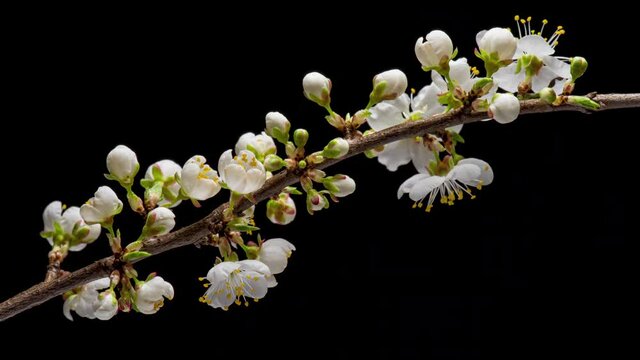4K Time Lapse of flowering white Cherry flowers on black background. Spring timelapse of opening Sakura flowers on branches Cherry tree.