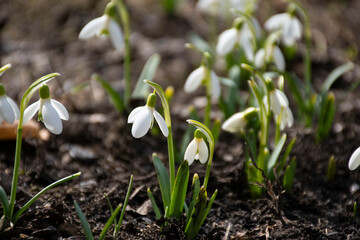 snowdrop flowers in the snow