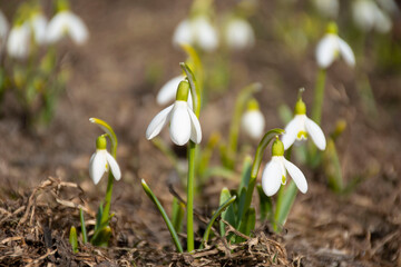 spring snowdrop flowers 