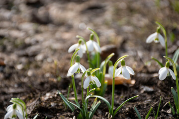 snowdrops in the snow