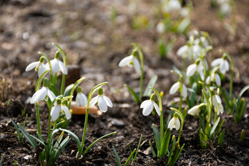 spring snowdrop flowers