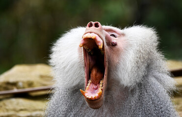 close up of a baboon yawning