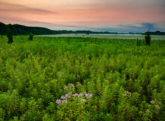 636-85 Bergamot at Sunrise