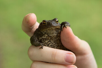 A small frog or toad with warts in the hands of a person. Funny toad meme.