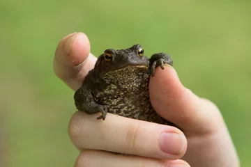 Foto op Canvas A small frog or toad with warts in the hands of a person. Funny toad meme. © bela_zamsha