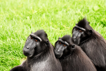funny portrait of baboons