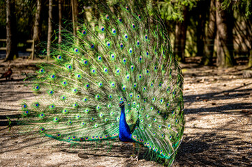 Fototapeta premium Male Indian peafowl. Blue adult peacock showing tails for mating in spring.