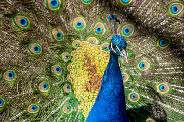Fototapeta na wymiar Male adult Indian peafowl. Portrait of a peacock. Closeup of head and tail.