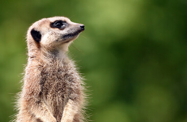 meerkat on the lookout